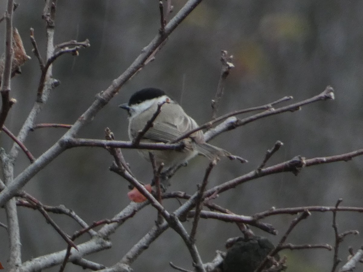 Хар толгойт хөх бух - ML646502338