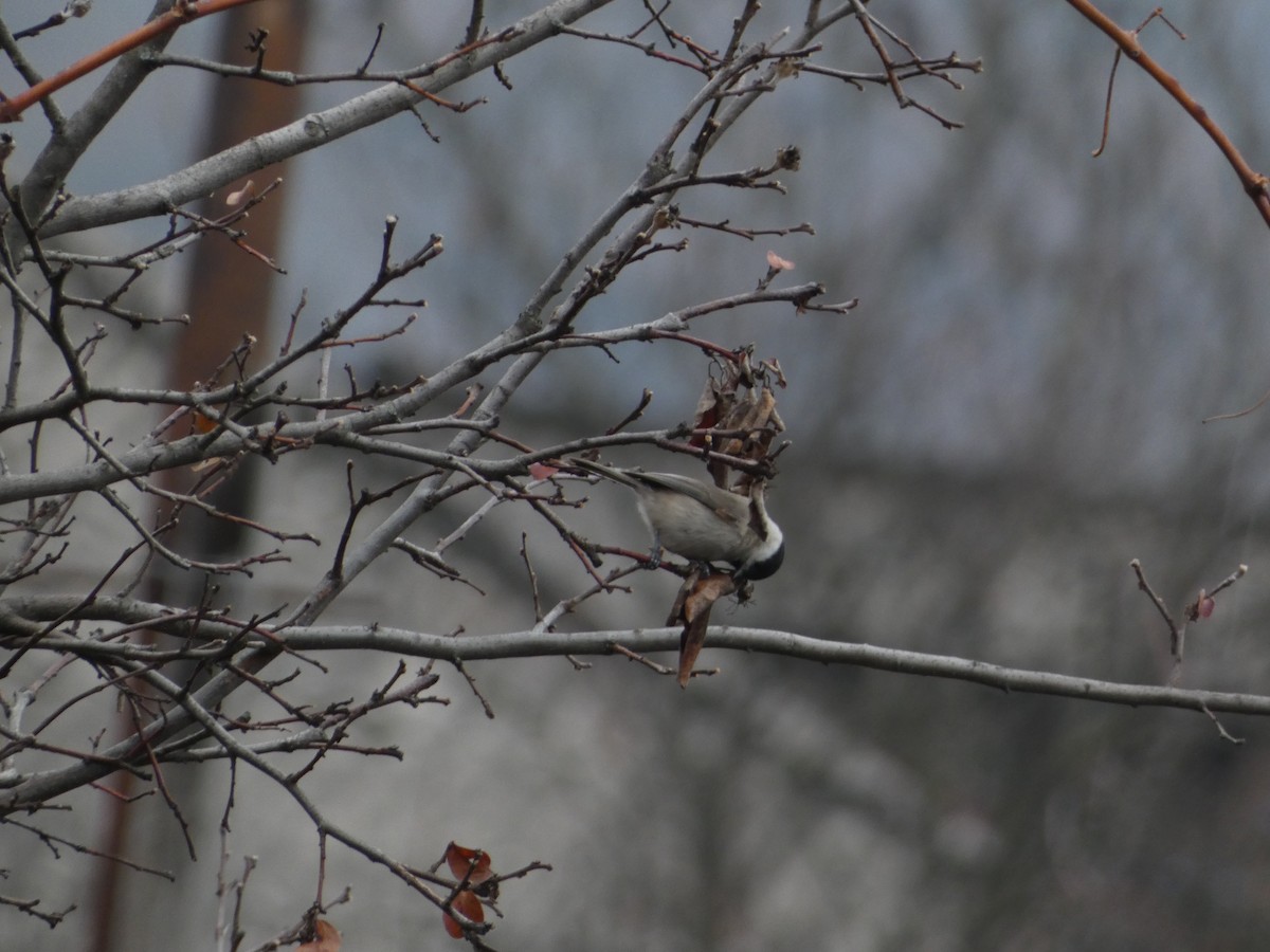 Хар толгойт хөх бух - ML646502339