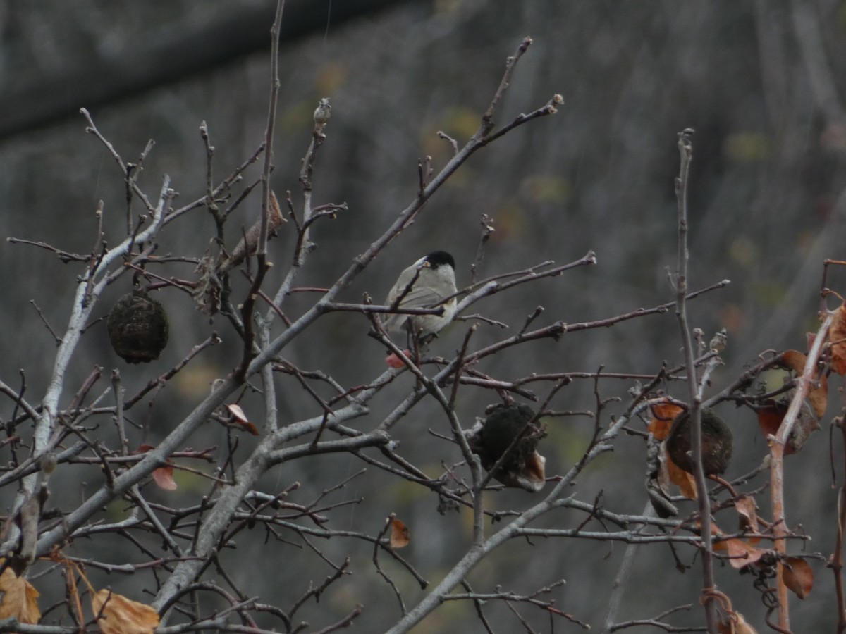 Хар толгойт хөх бух - ML646502340