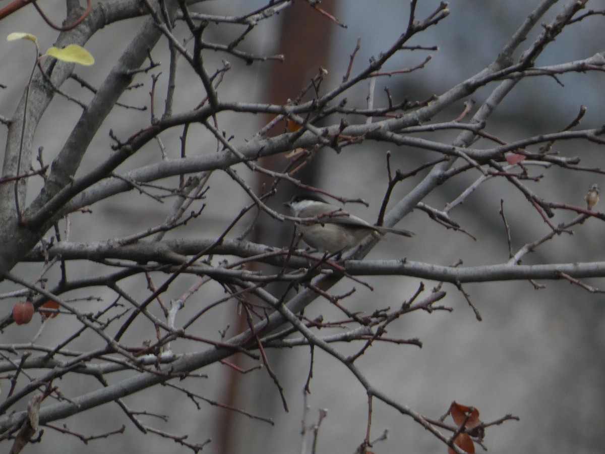 Хар толгойт хөх бух - ML646502341