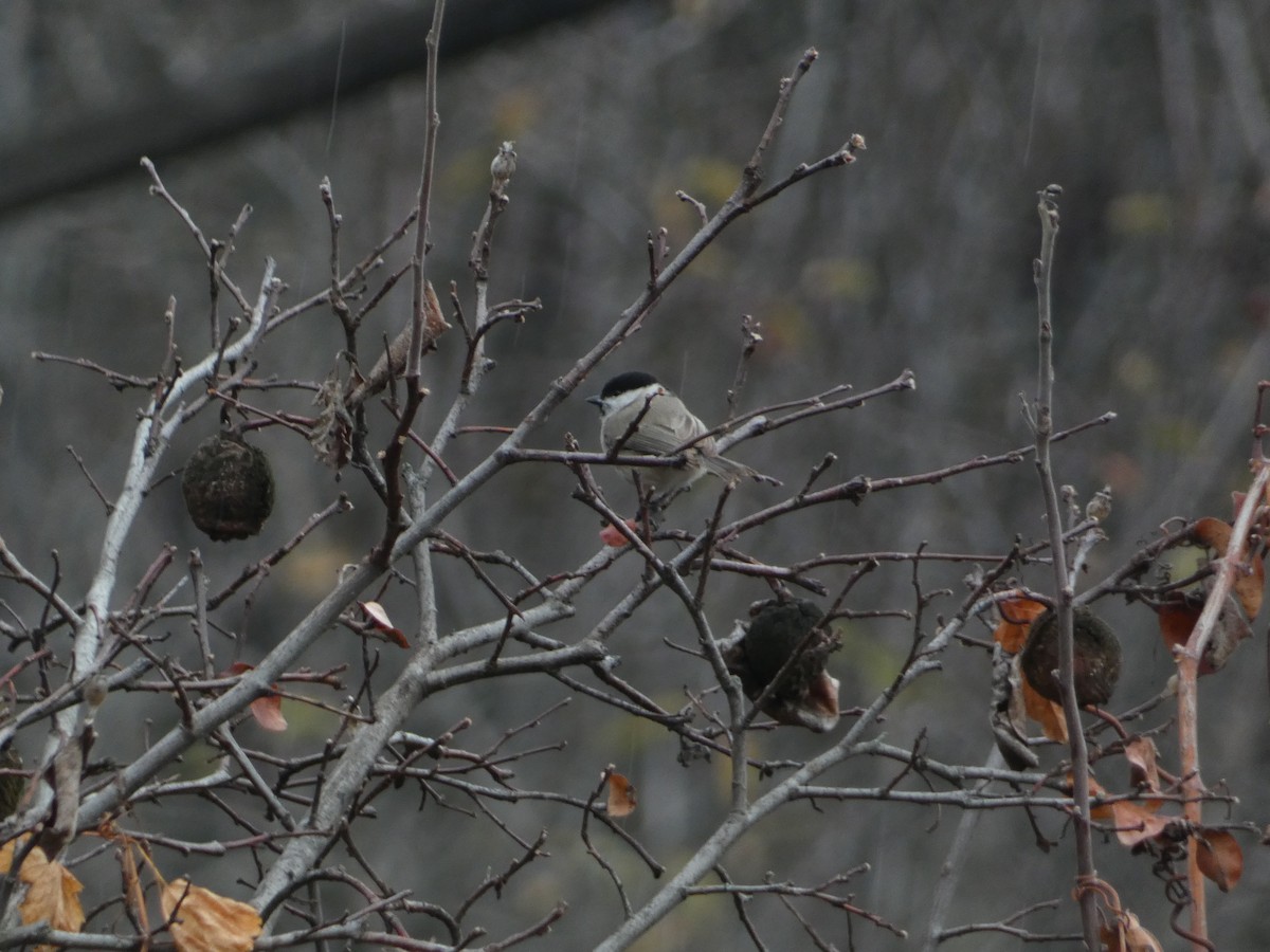 Хар толгойт хөх бух - ML646502342