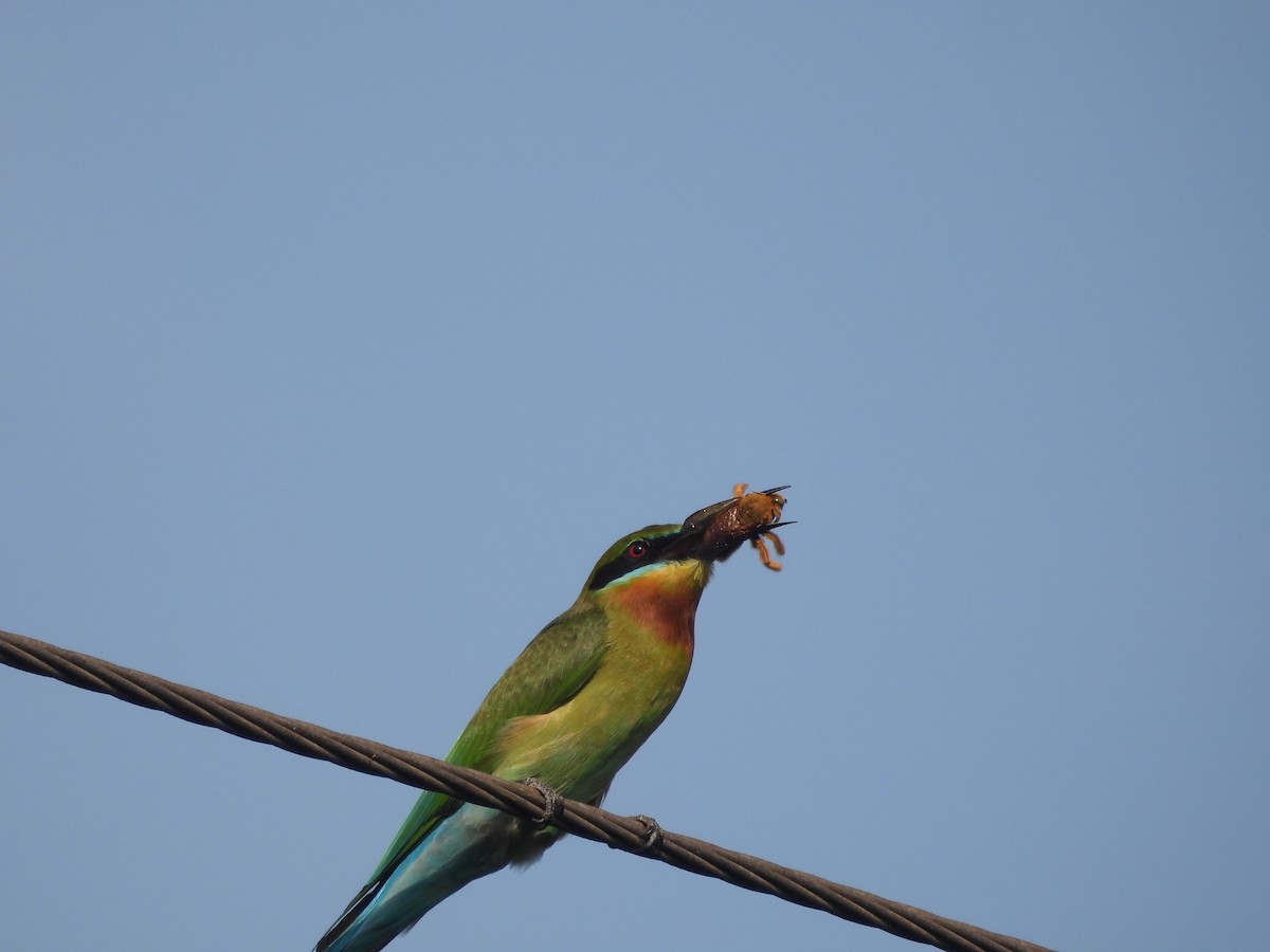 Blue-tailed Bee-eater - ML646502343