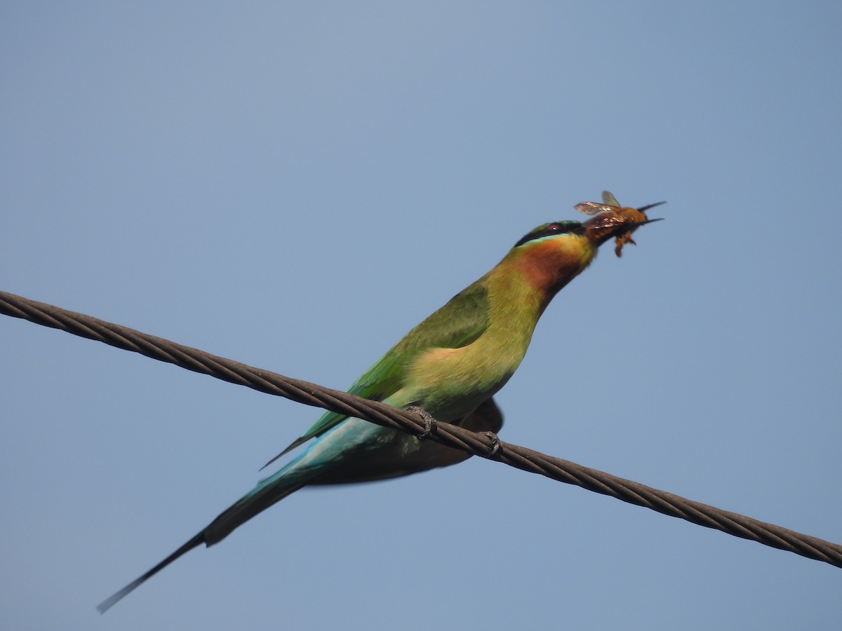 Blue-tailed Bee-eater - ML646502344