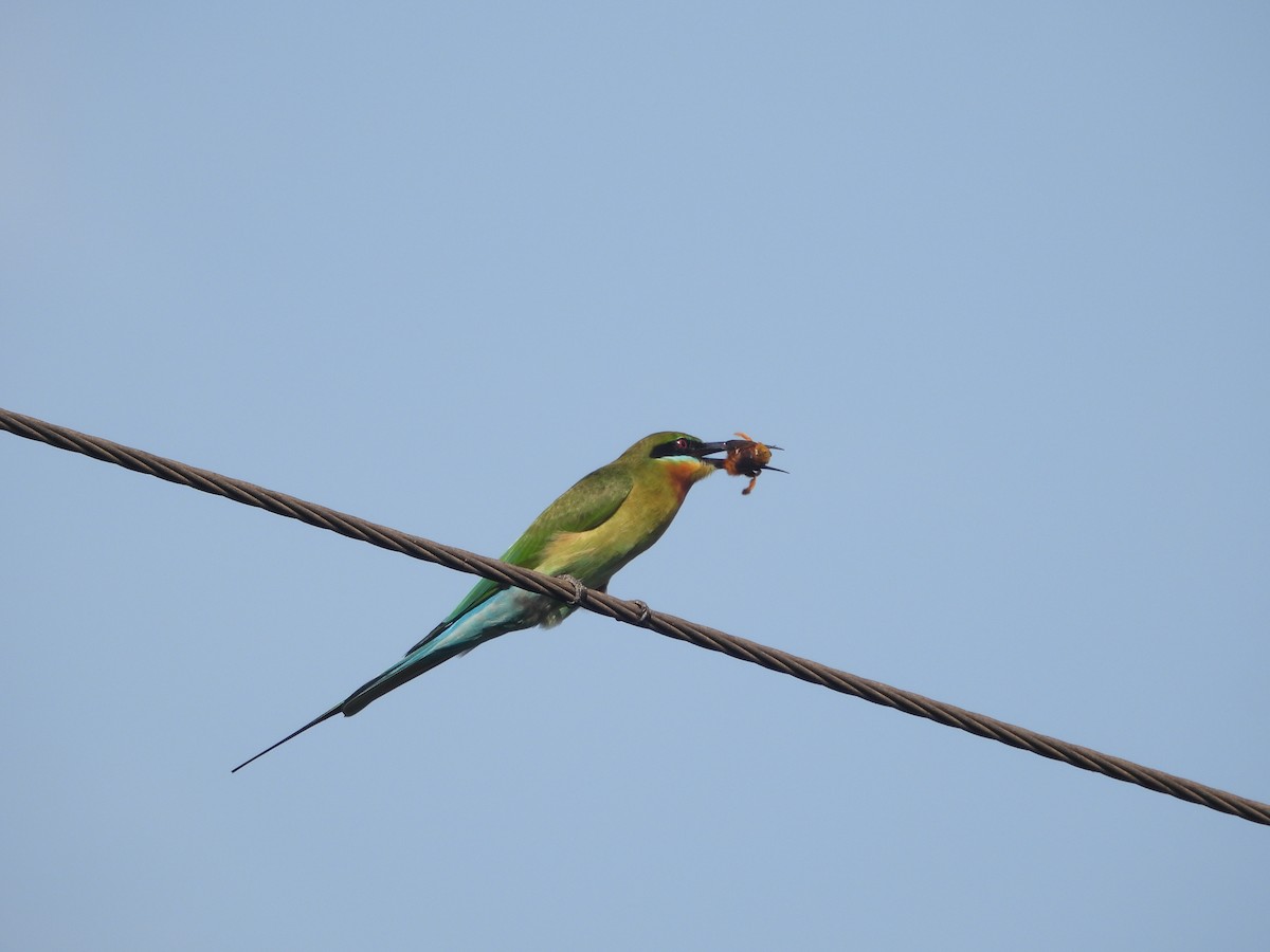 Blue-tailed Bee-eater - ML646502345