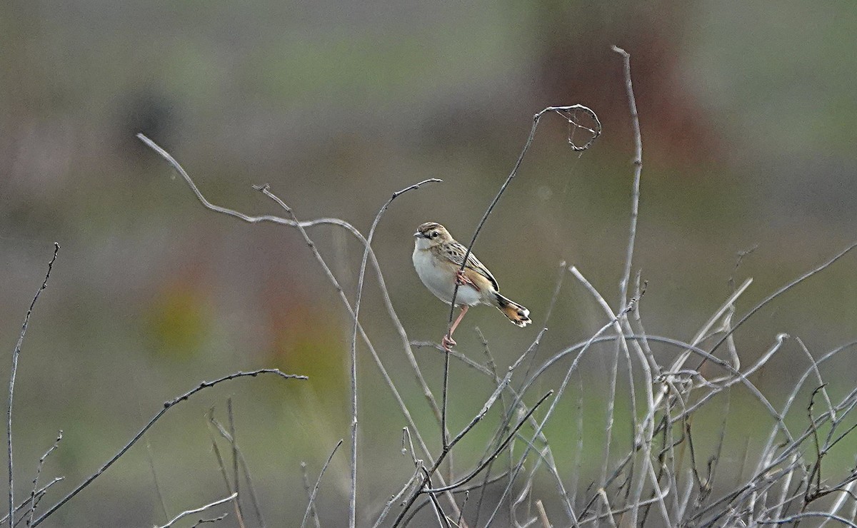 Zitting Cisticola - ML646502348