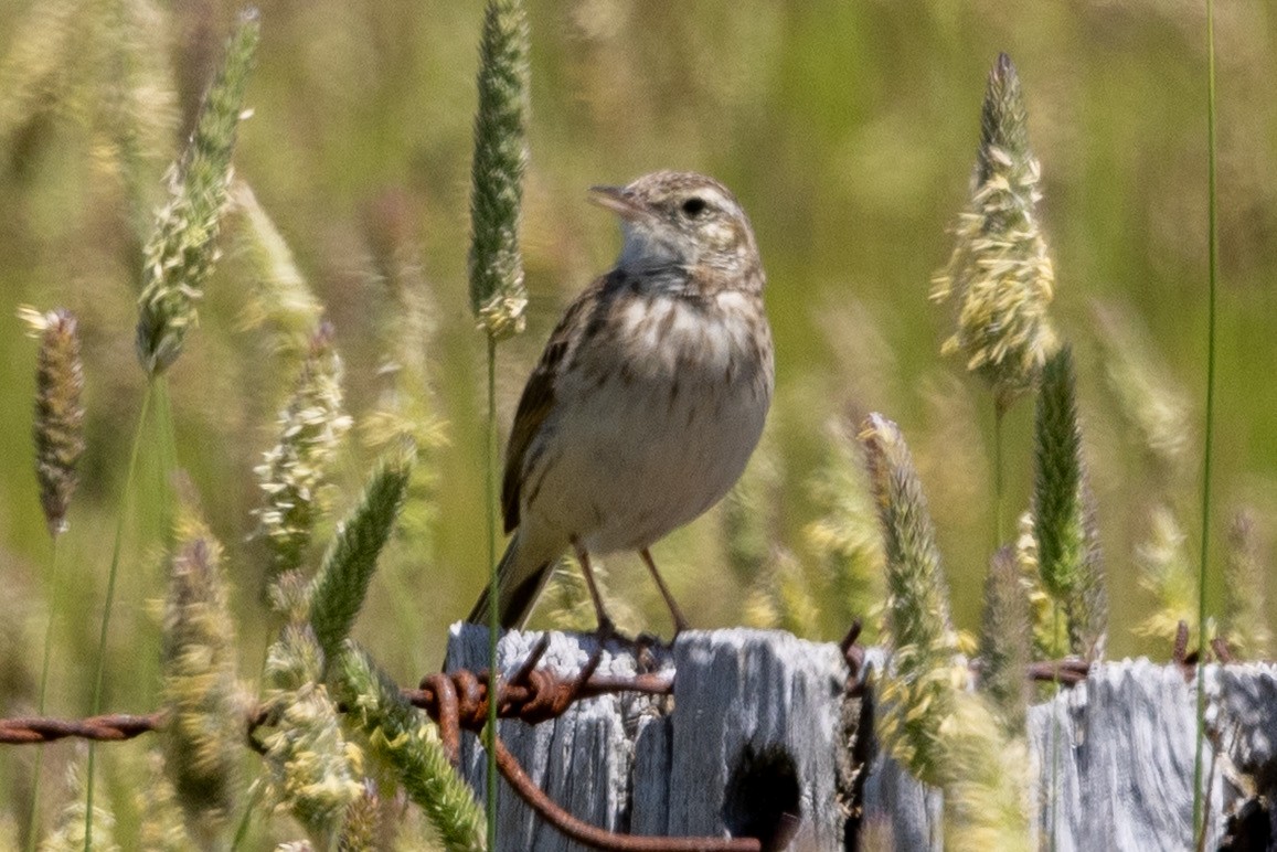 Australian Pipit - ML646502351