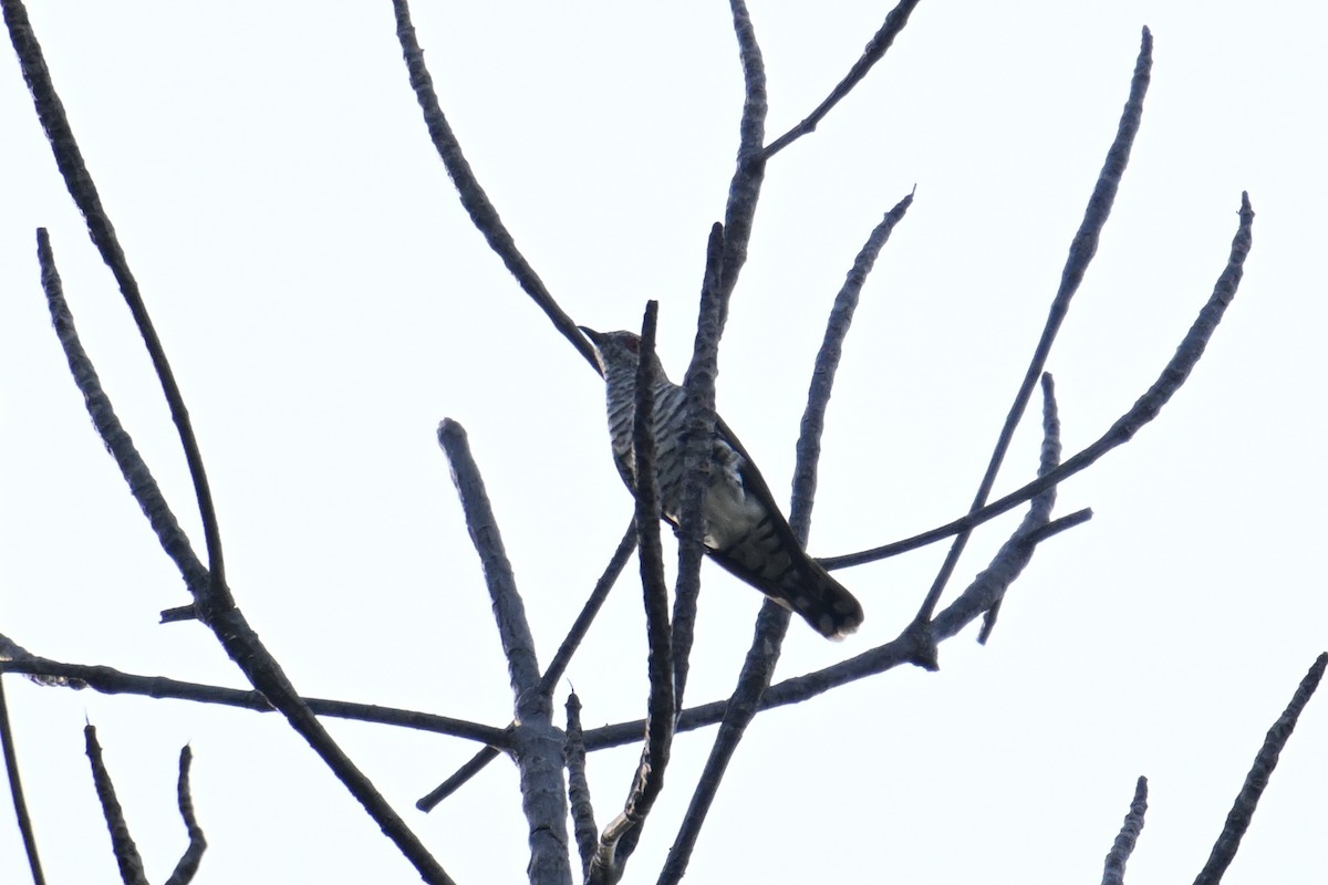 Grünscheitel-Bronzekuckuck - ML646502356