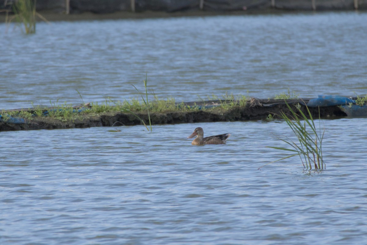 ハシビロガモ - ML646502357