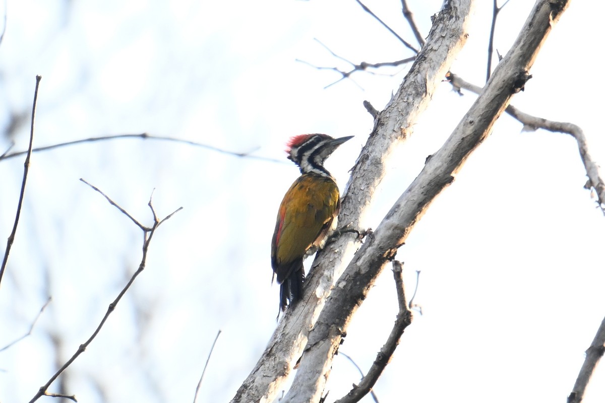 Feuerrückenspecht - ML646502358