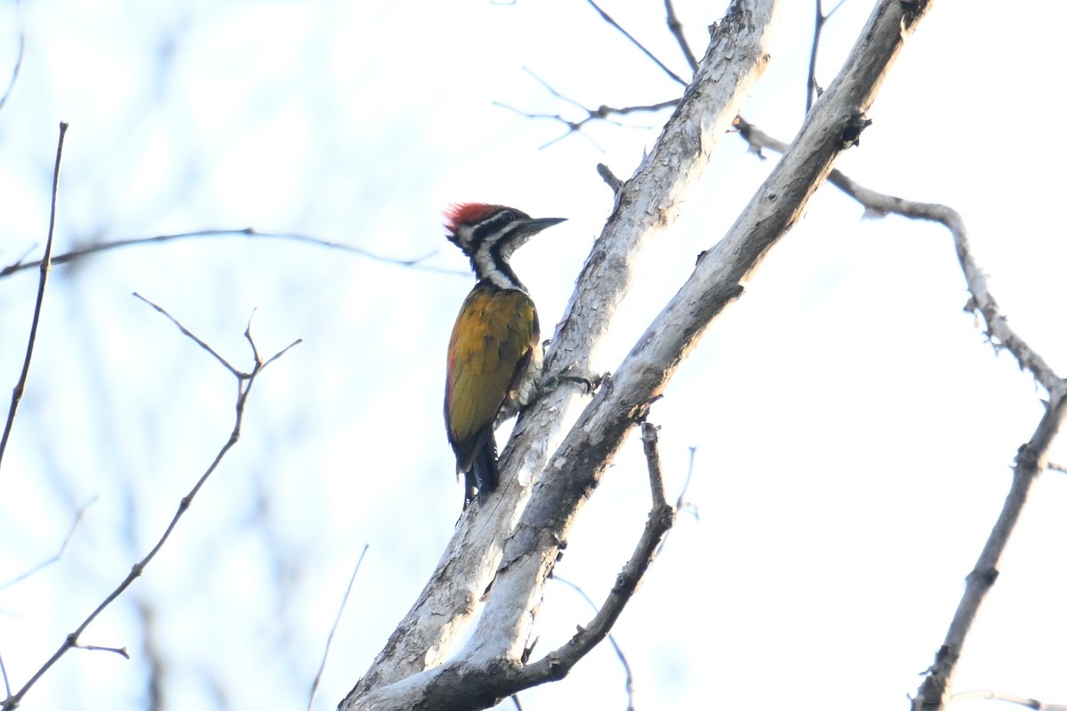 Feuerrückenspecht - ML646502359