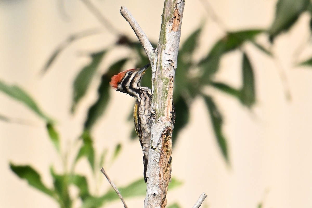 Feuerrückenspecht - ML646502360