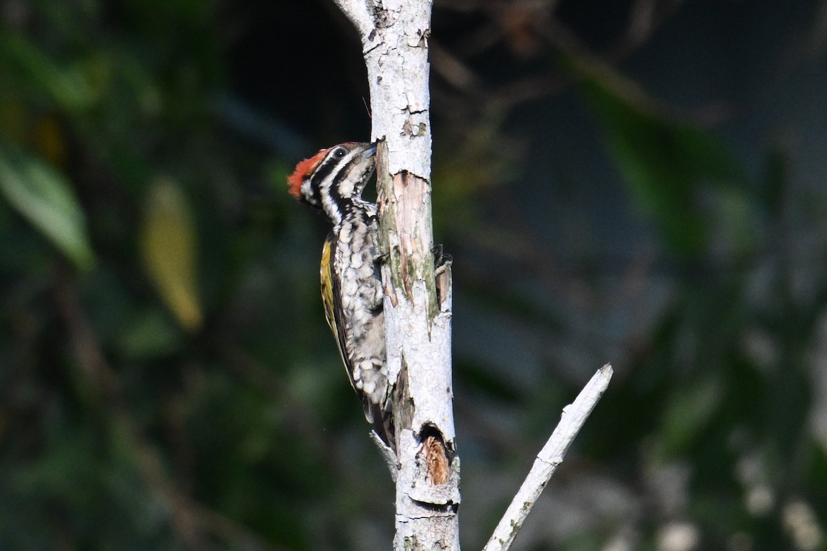 Feuerrückenspecht - ML646502361