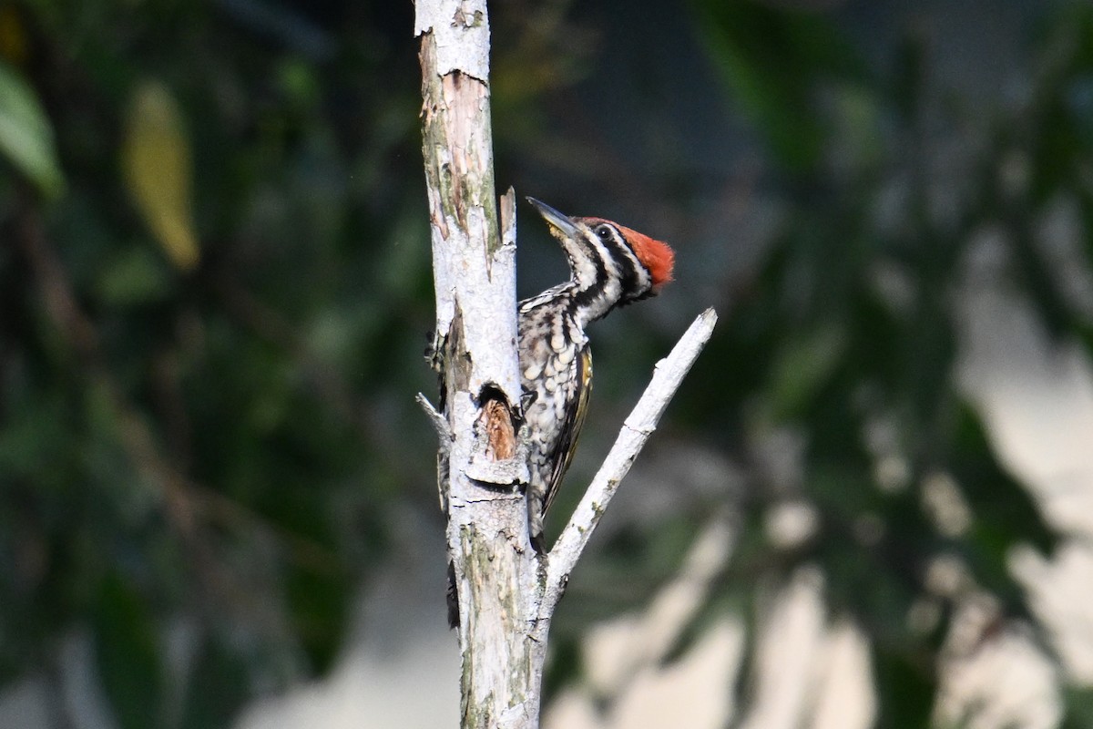 Feuerrückenspecht - ML646502362