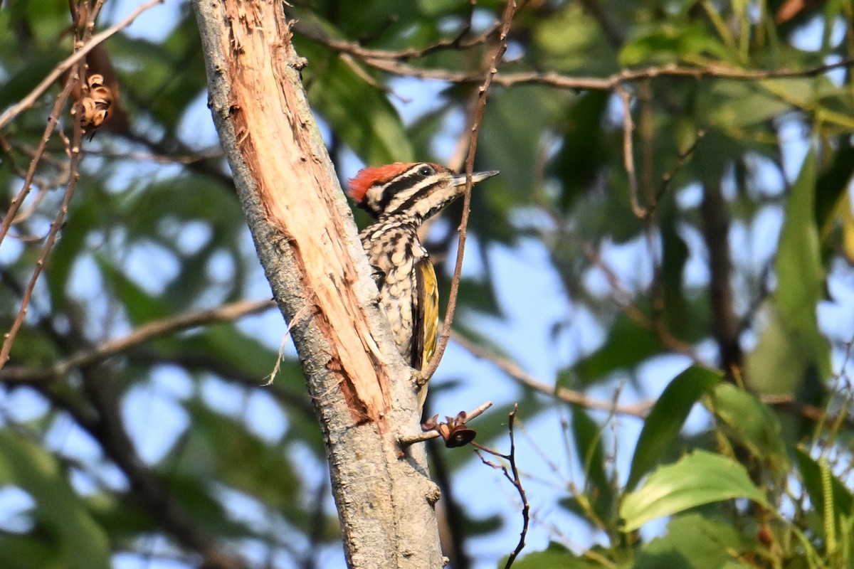 Feuerrückenspecht - ML646502363