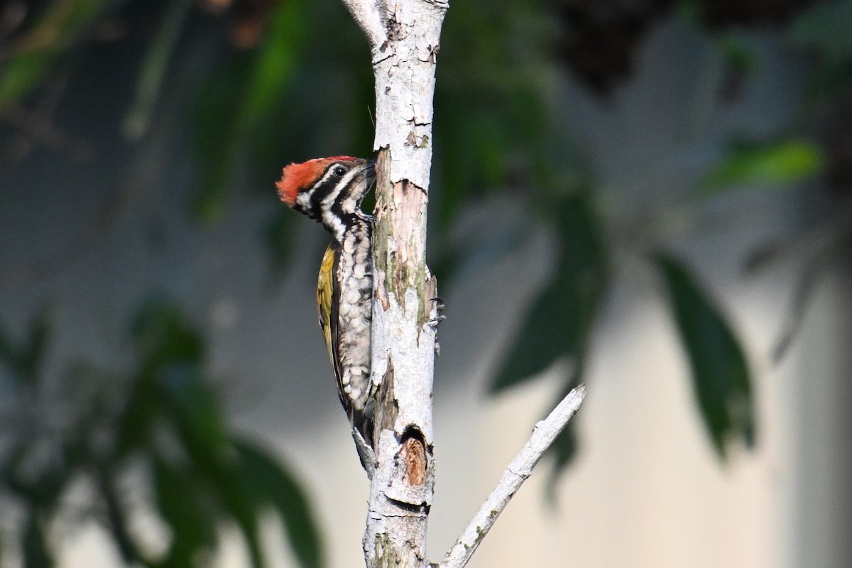 Feuerrückenspecht - ML646502364