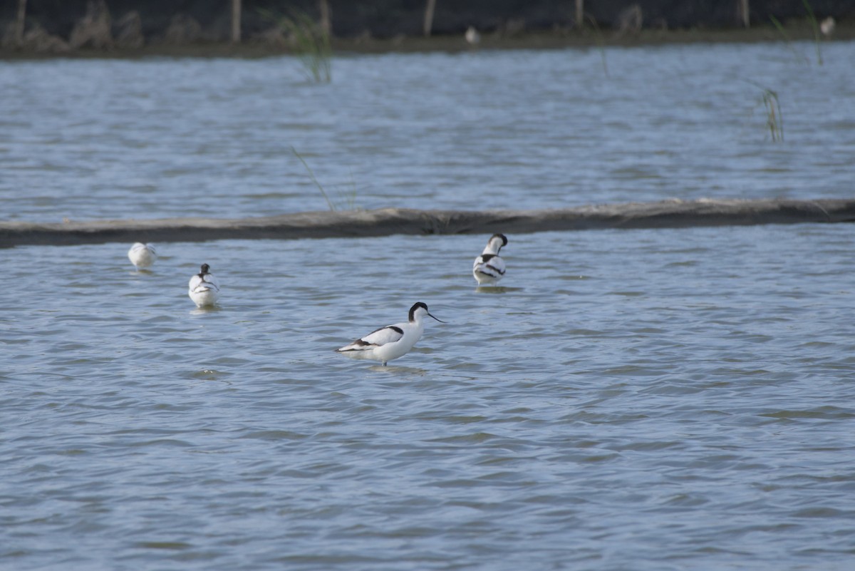 ソリハシセイタカシギ - ML646502366