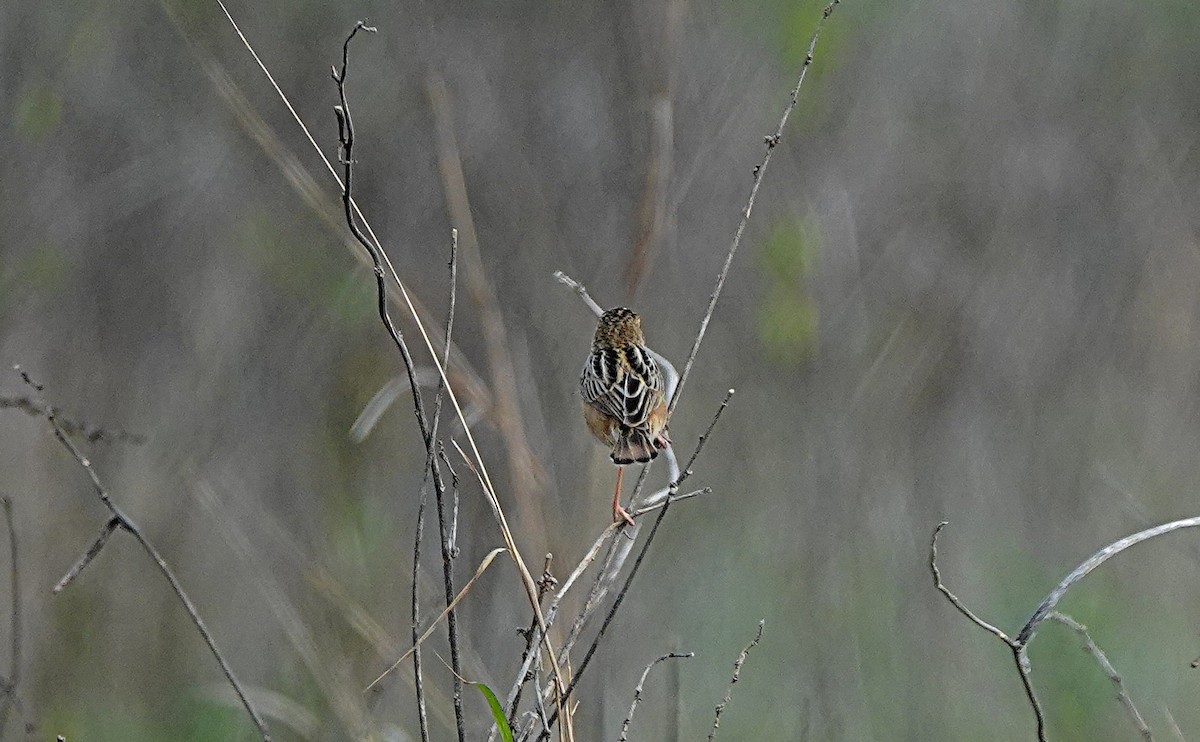 Zitting Cisticola - ML646502367