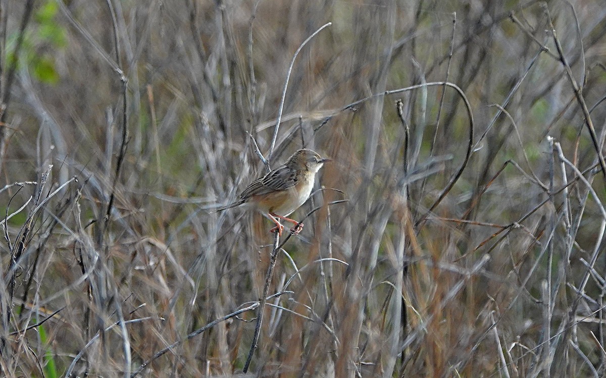 Zitting Cisticola - ML646502369