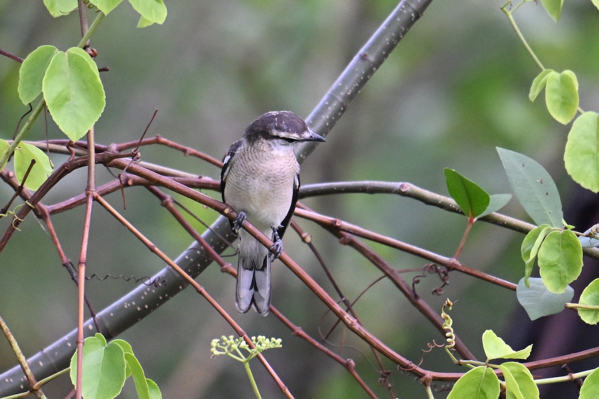 Weißstirn-Raupenfänger - ML646502370