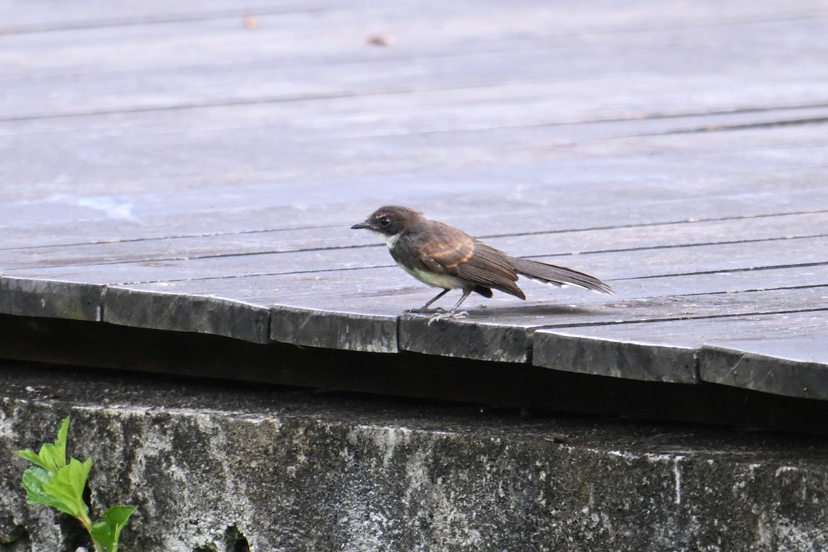 Malaienfächerschwanz - ML646502371