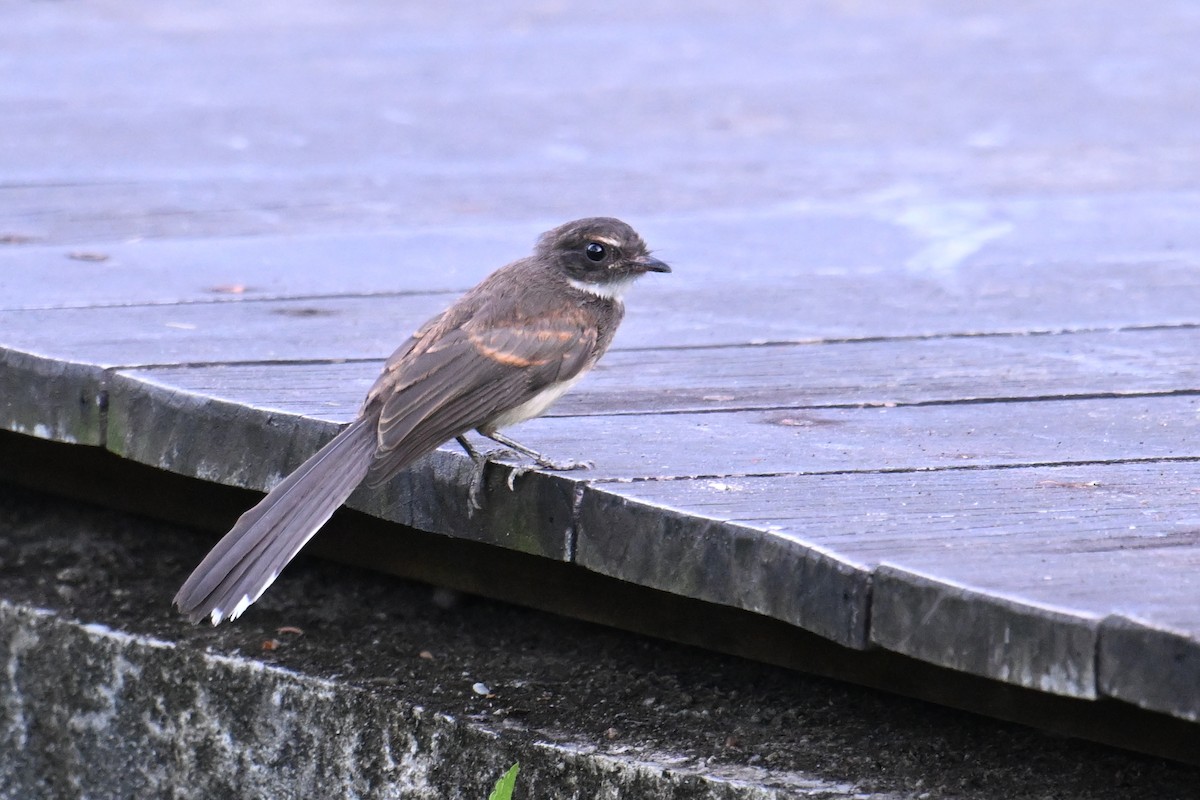 Malaienfächerschwanz - ML646502372