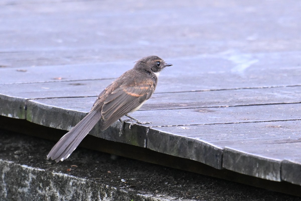 Malaienfächerschwanz - ML646502373