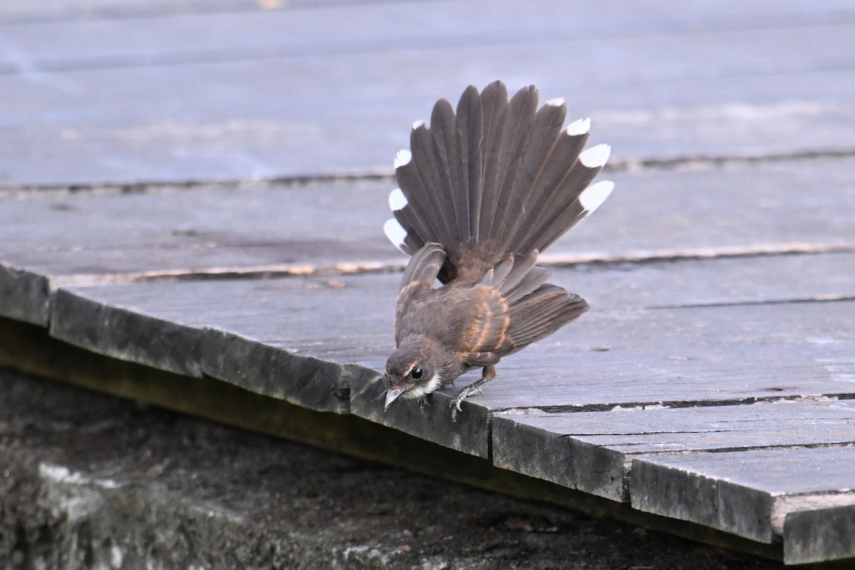 Malaienfächerschwanz - ML646502374