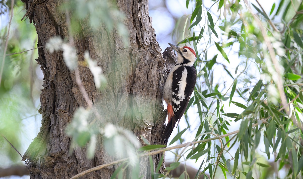 Sind Woodpecker - ML646502375