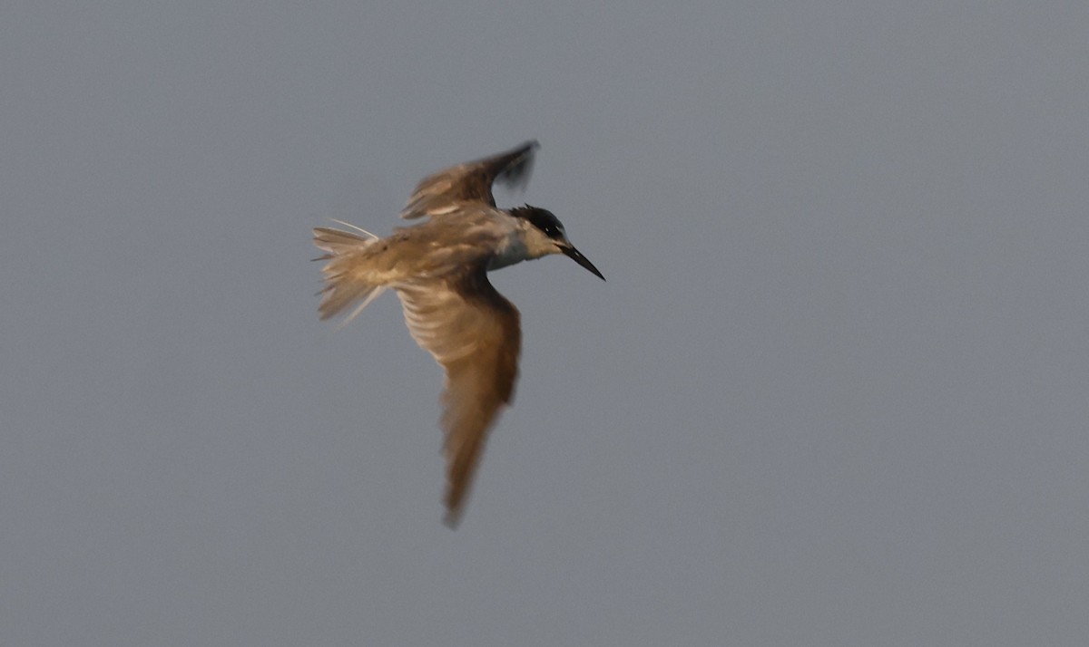 コアジサシ - ML646502376