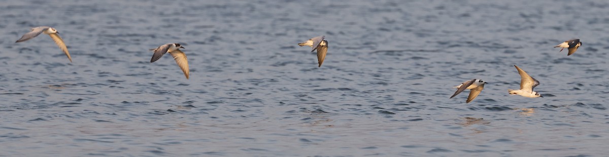 ハジロクロハラアジサシ - ML646502378