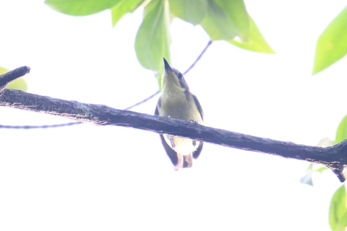 Goldbrustgerygone - ML646502379