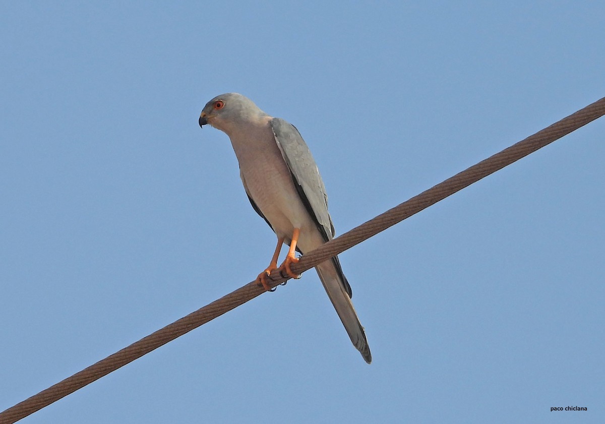 Shikra - ML646502380