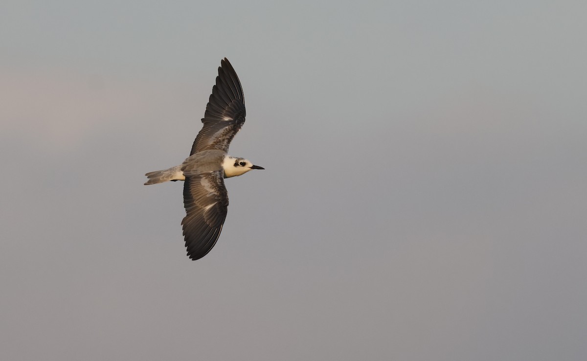 ハジロクロハラアジサシ - ML646502381