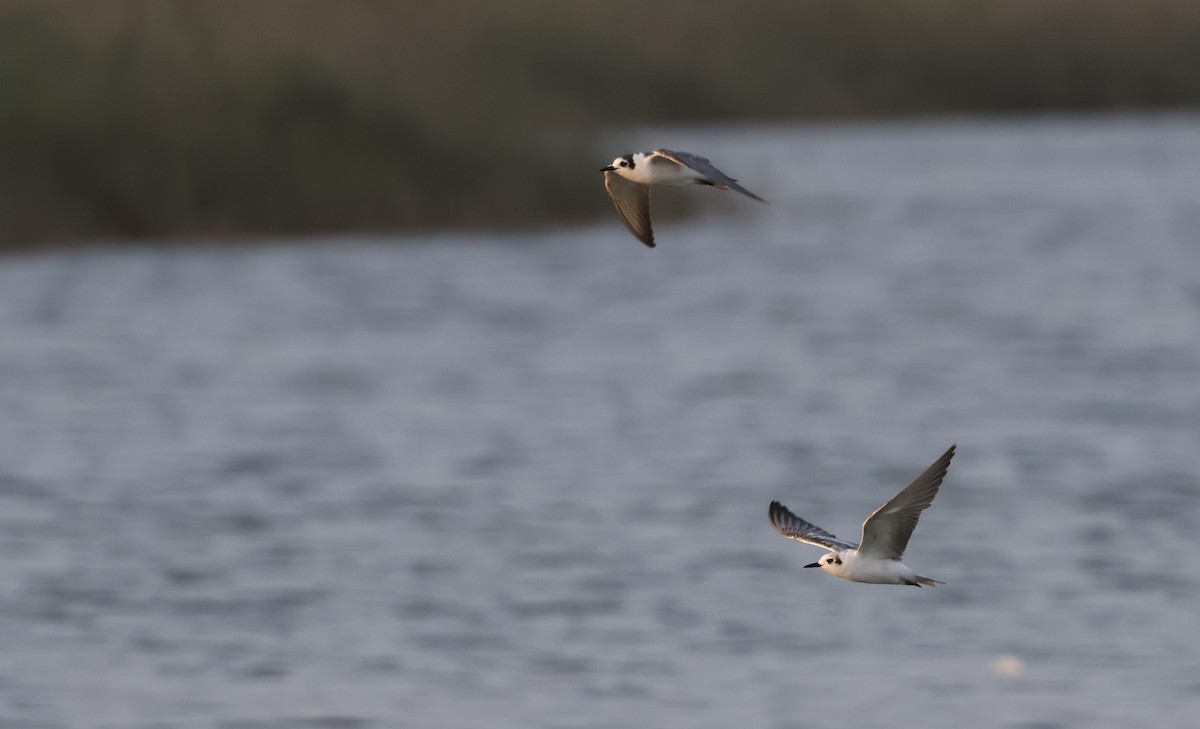 ハジロクロハラアジサシ - ML646502382