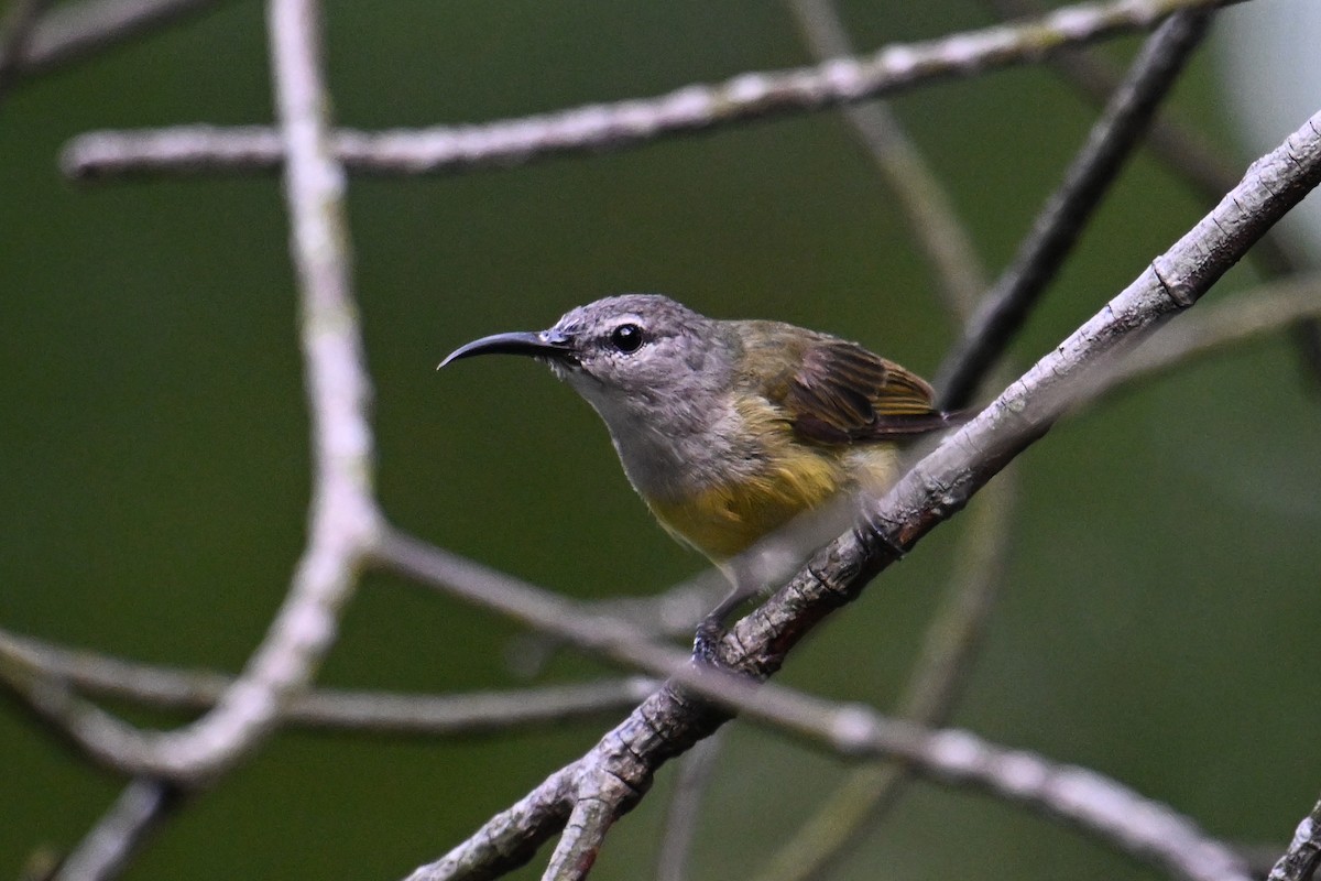 Kupferkehl-Nektarvogel - ML646502383