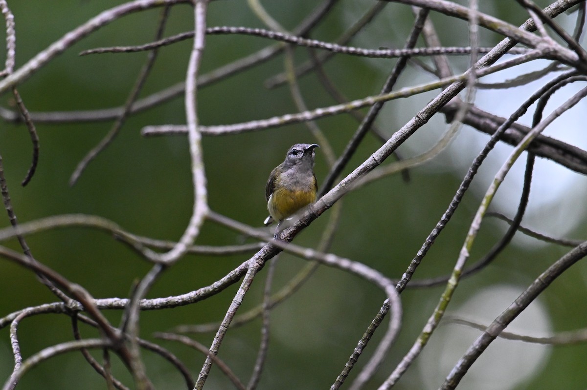 Kupferkehl-Nektarvogel - ML646502384