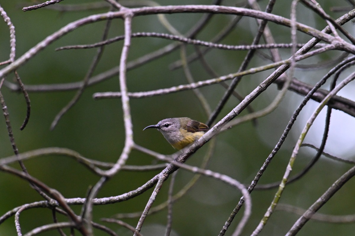 Kupferkehl-Nektarvogel - ML646502385