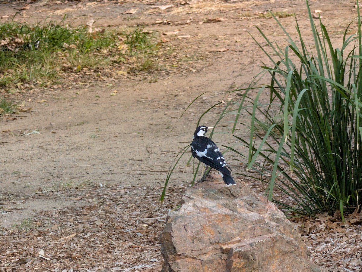 Magpie-lark - ML646502386