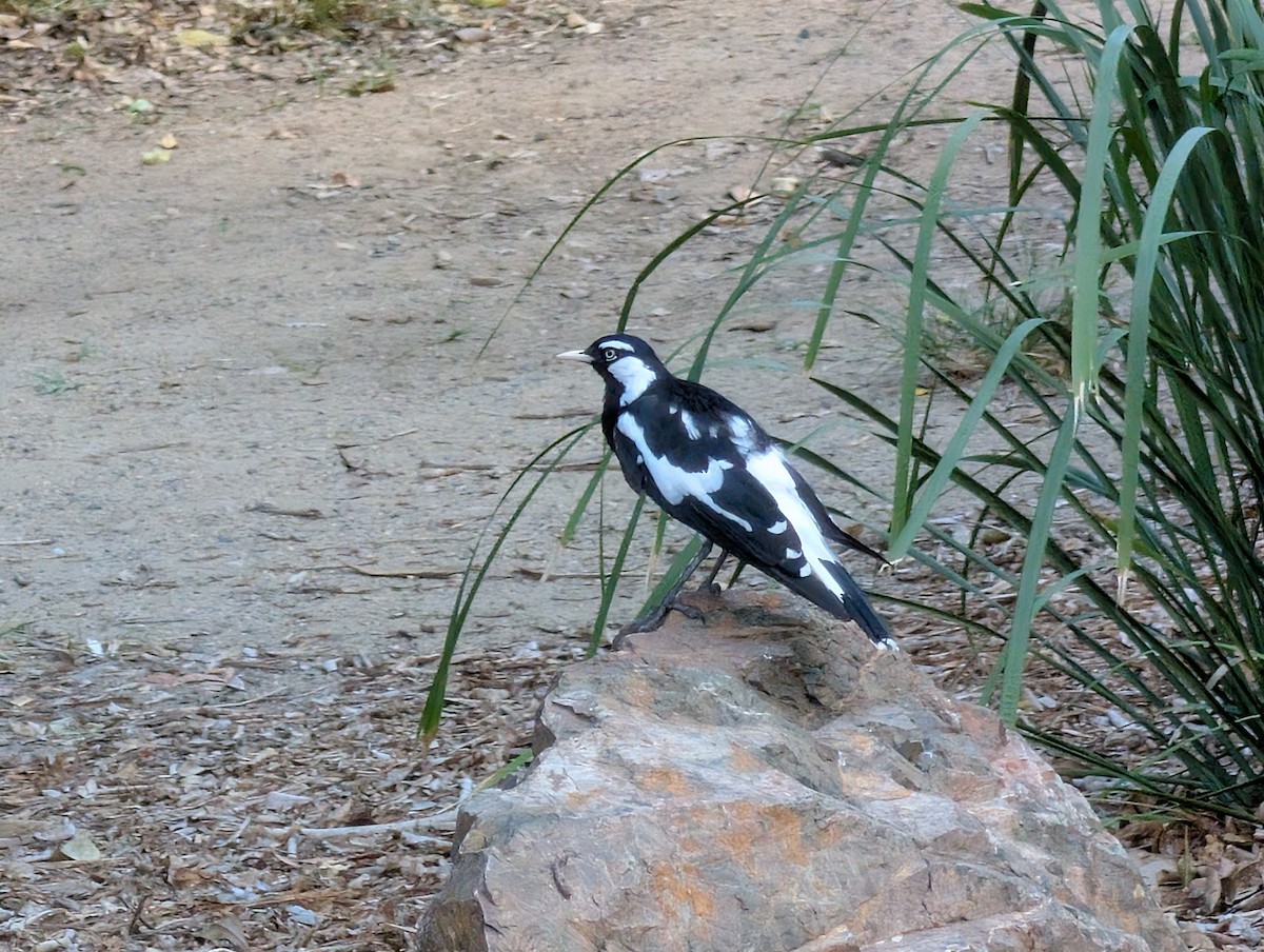 Magpie-lark - ML646502387