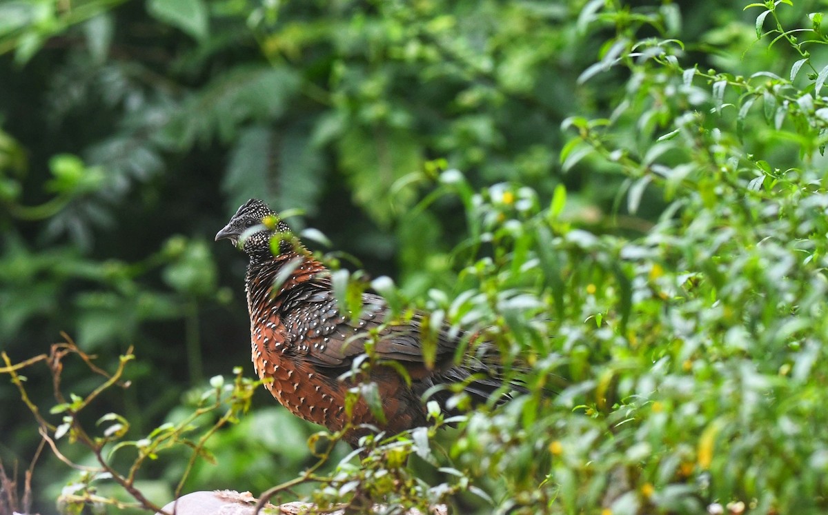 Painted Spurfowl - ML646502388