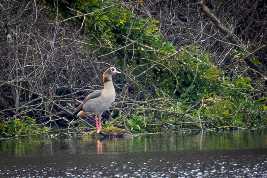Egyptian Goose - ML646502389