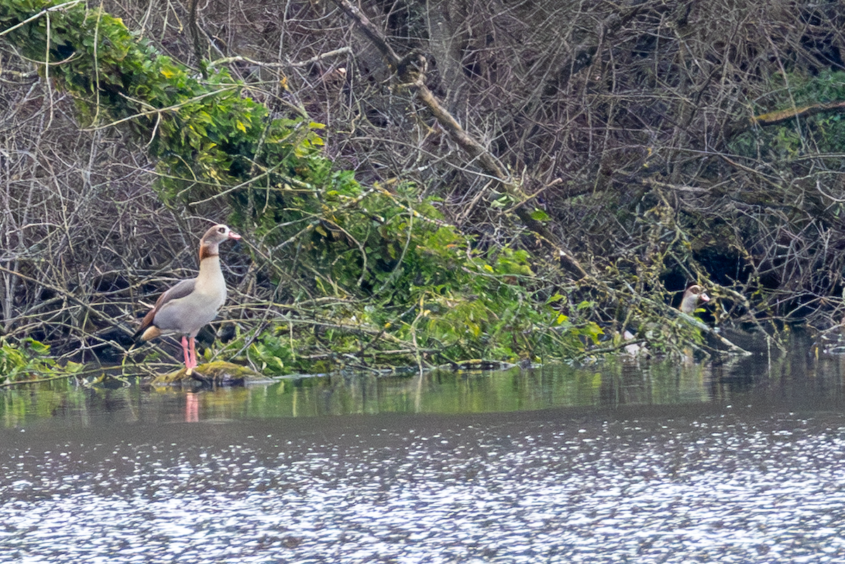 Egyptian Goose - ML646502390