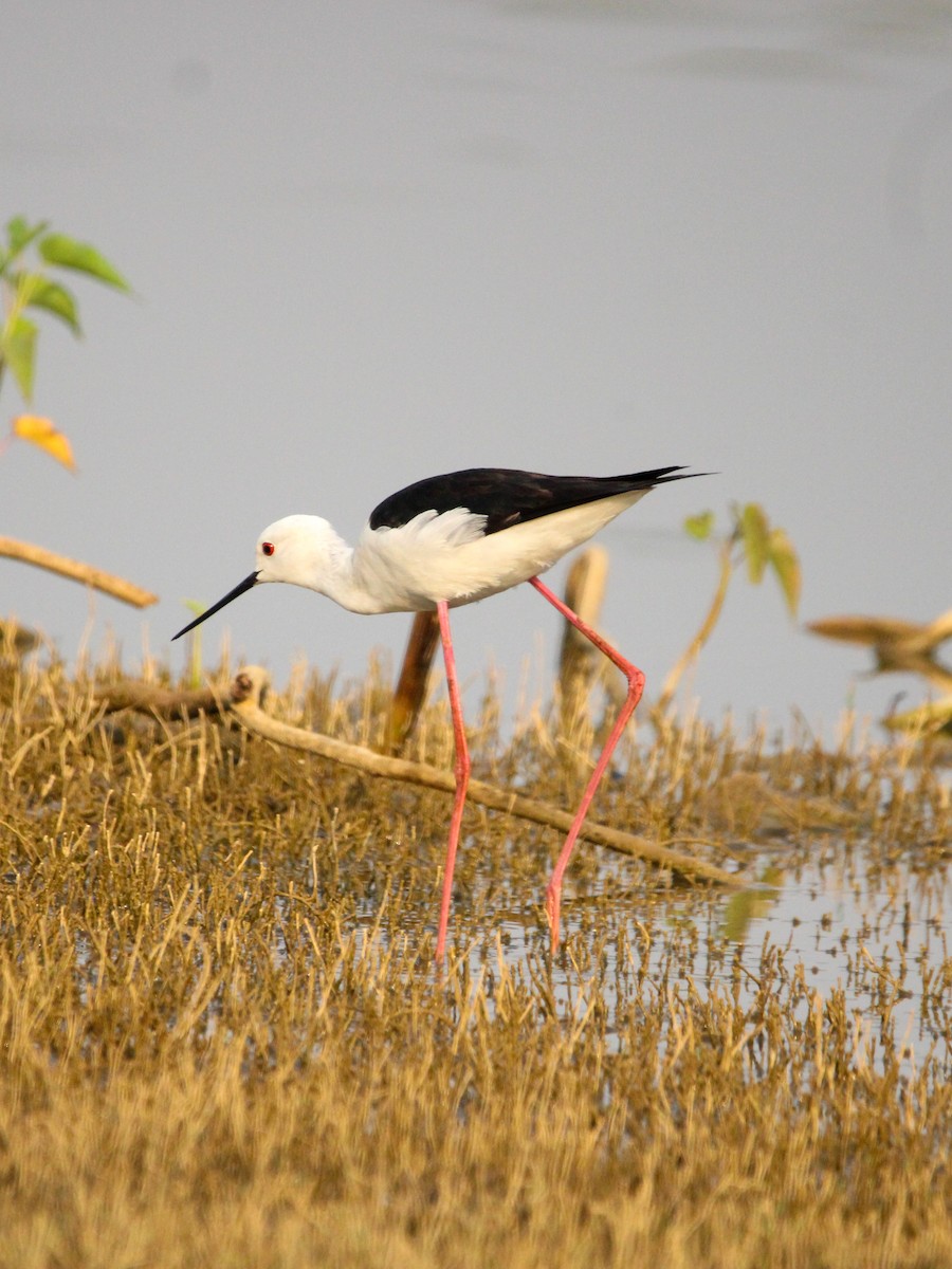 Black-winged Stilt - ML646502392