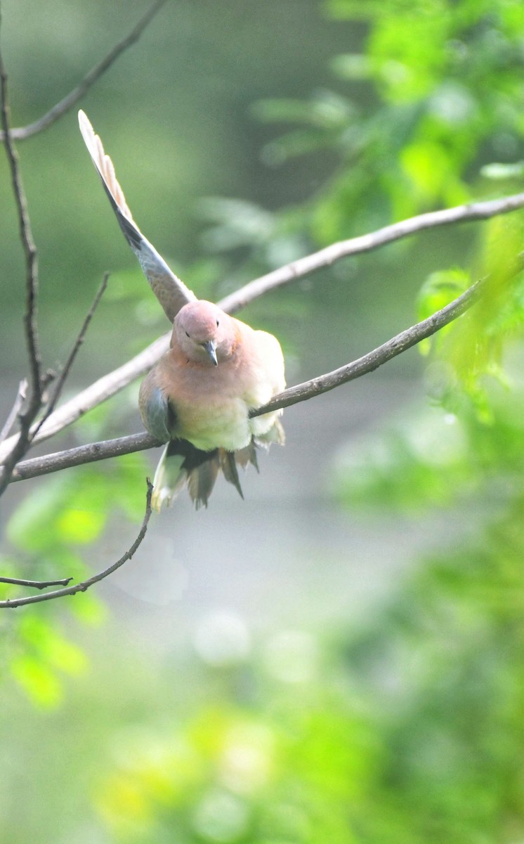 Tortora delle palme - ML646502393