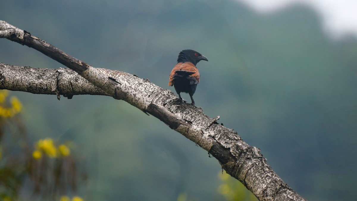 Greater Coucal - ML646502394