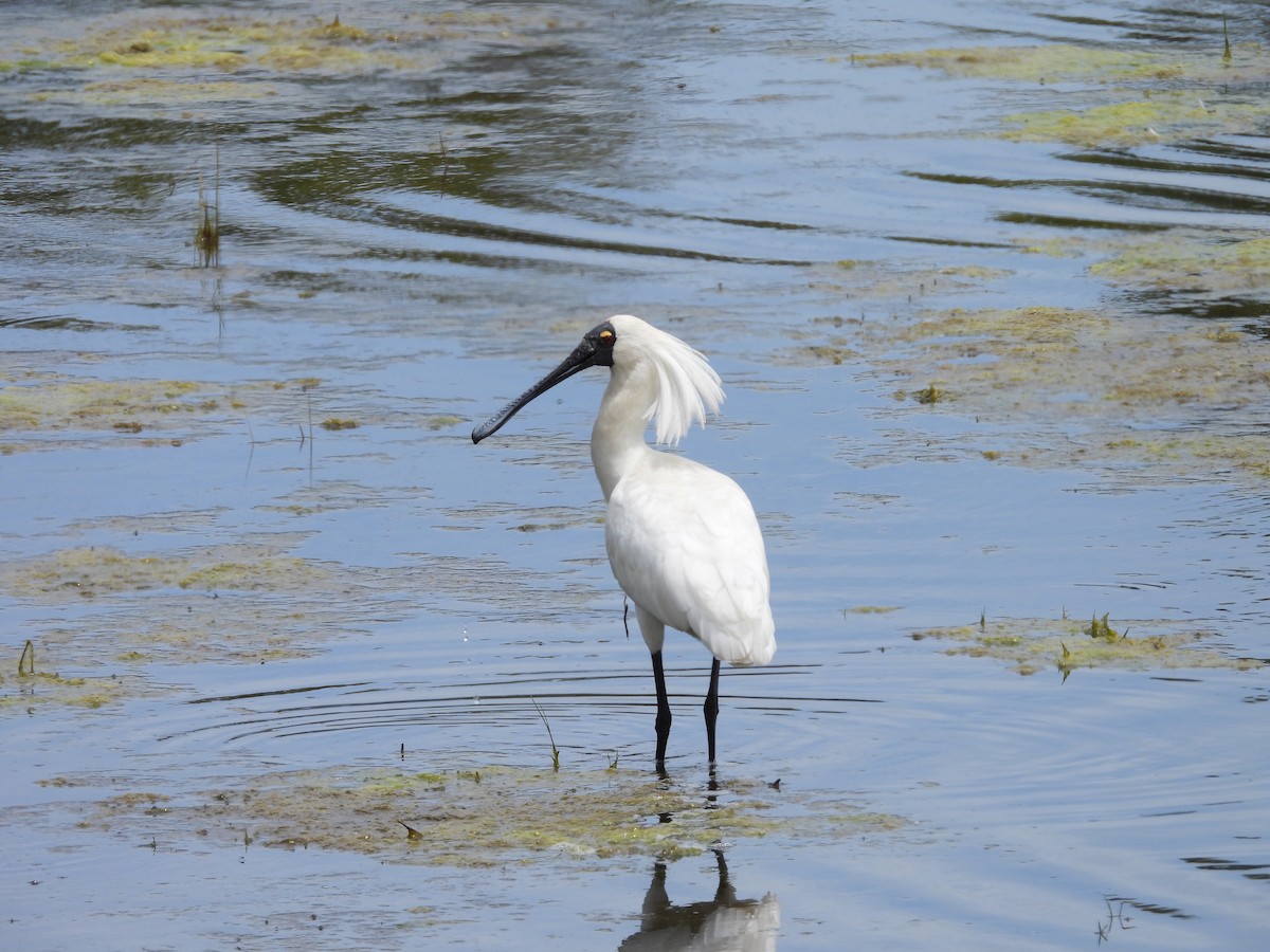 Royal Spoonbill - ML646502395