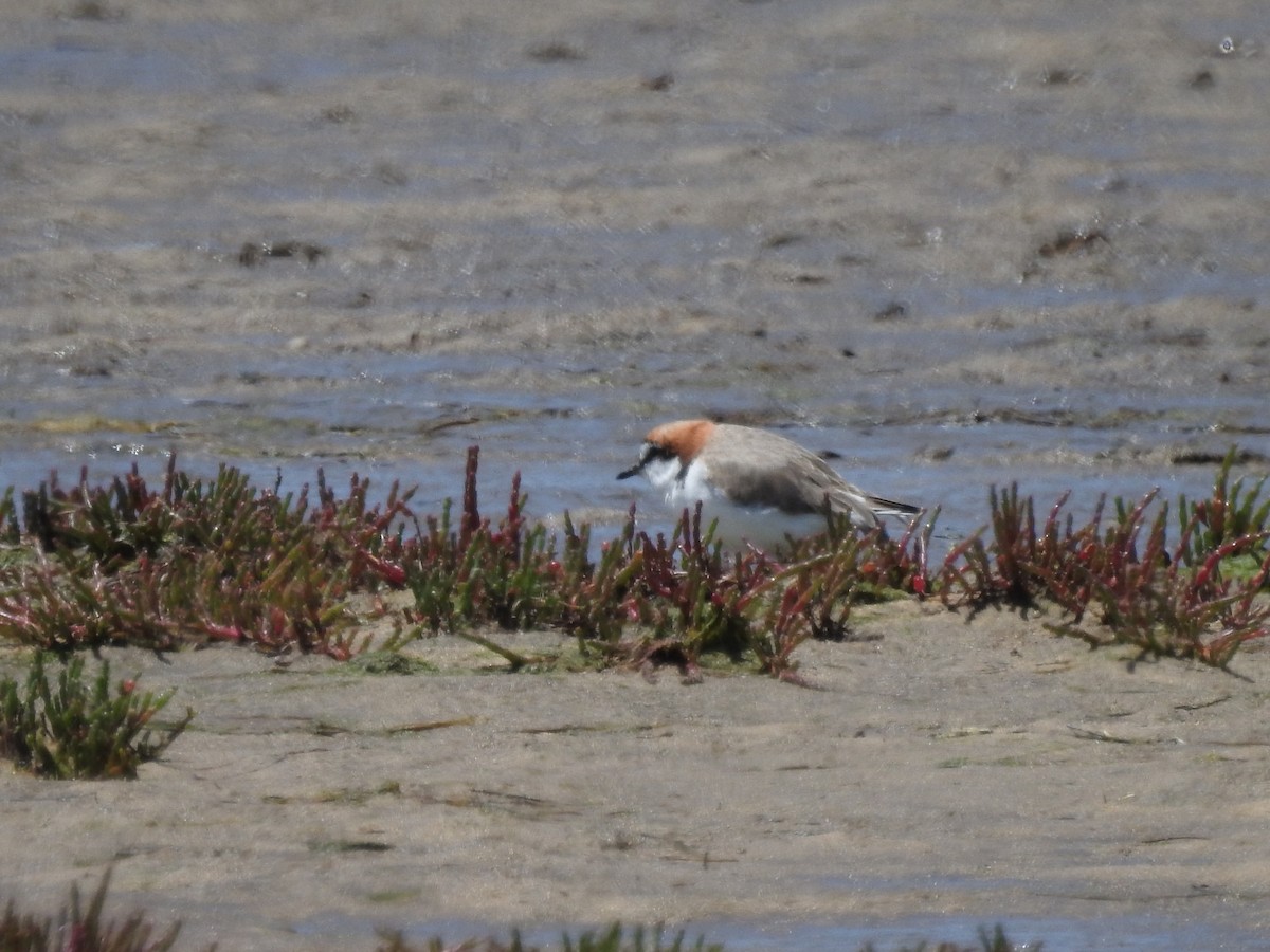 Red-capped Plover - ML646502396