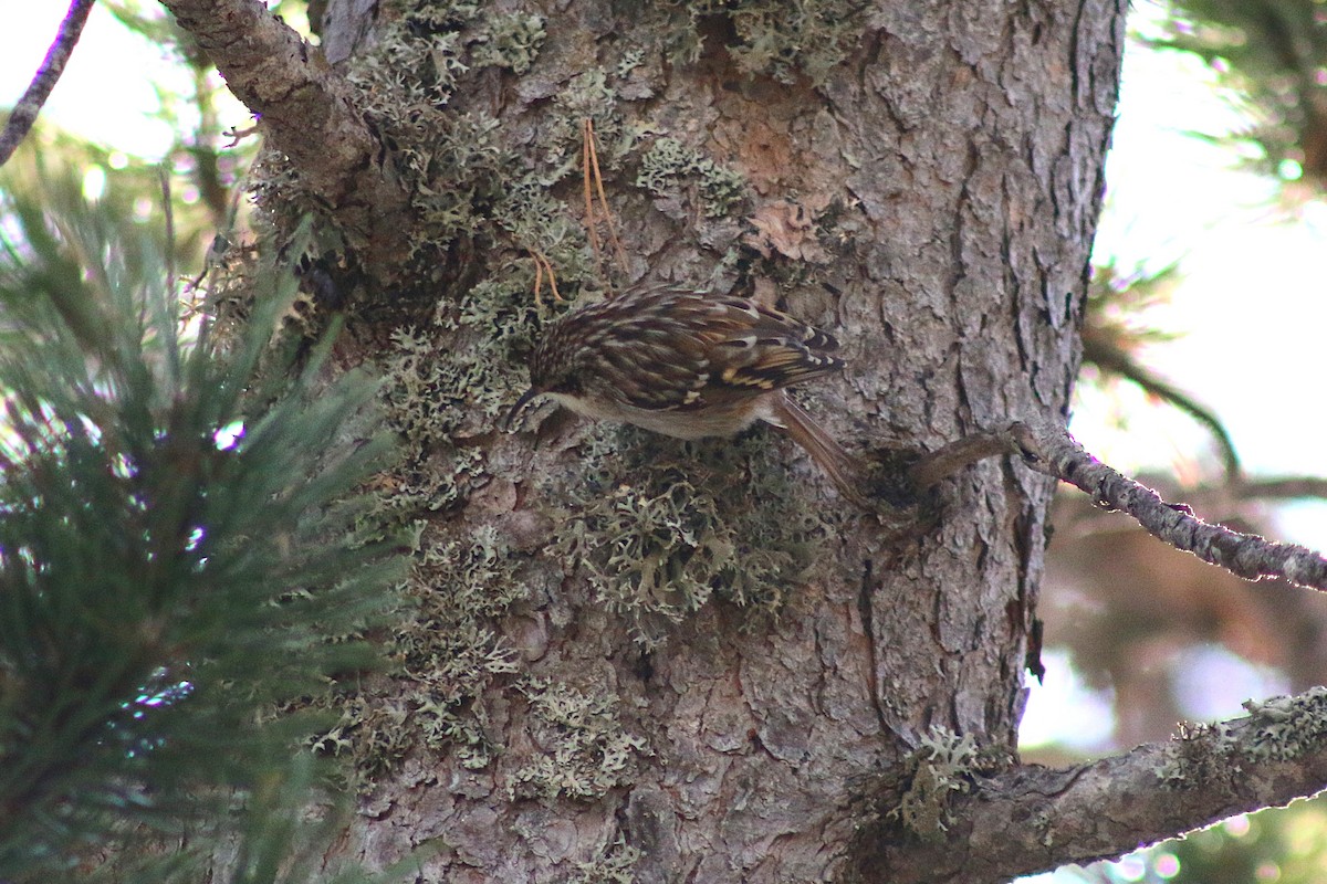 Short-toed Treecreeper - ML646502397