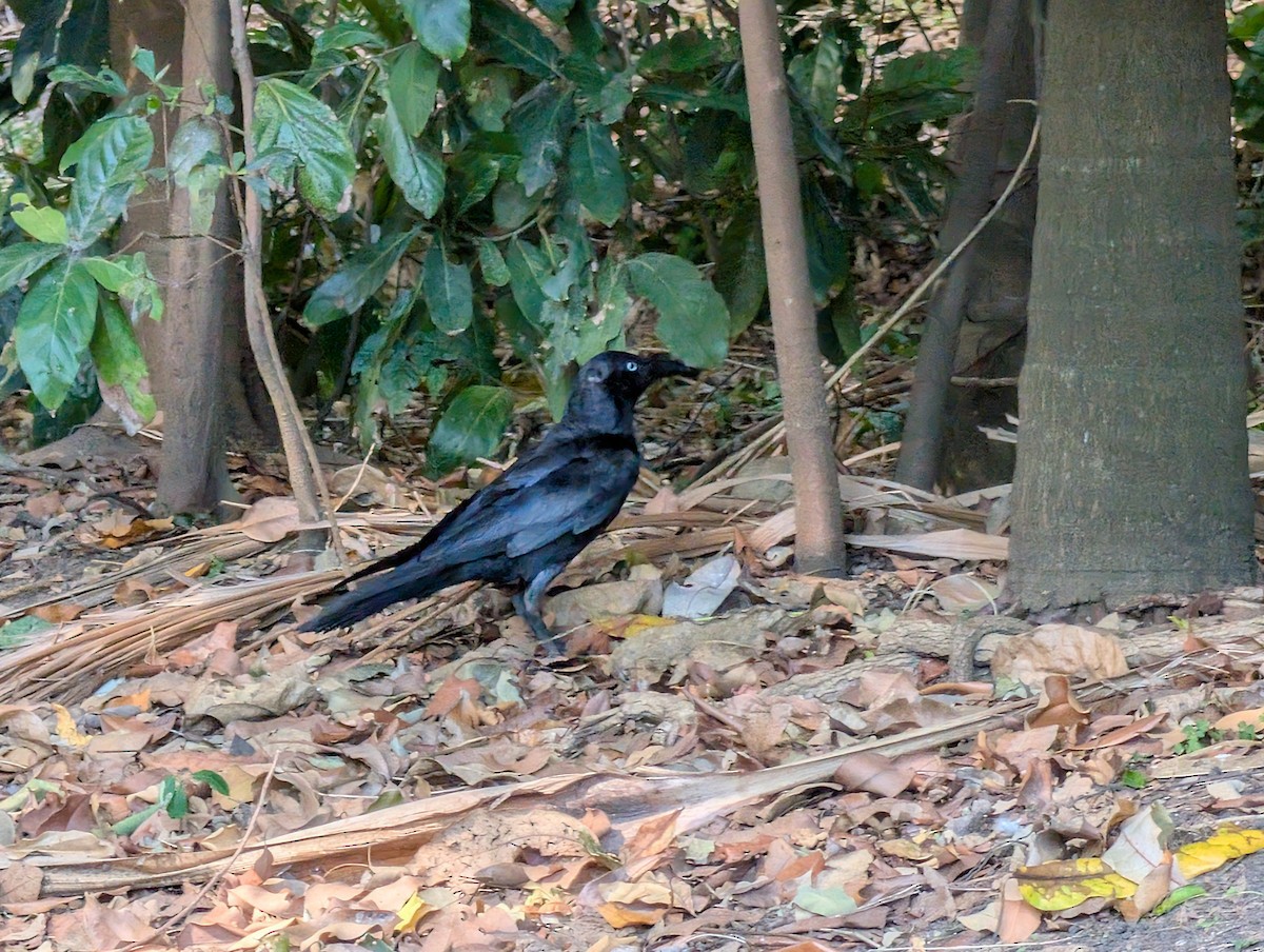 Torresian Crow - ML646502398