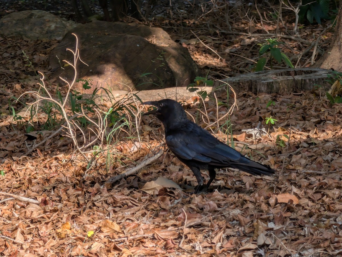 Torresian Crow - ML646502399